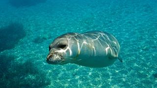 Ελεύθερη στα νερά της Γυάρου η νεαρή μεσογειακή φώκια