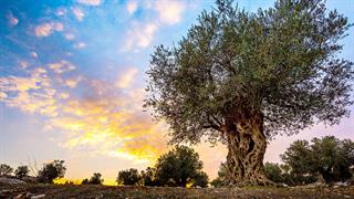 SOS για την παραγωγή ελιάς και κρασιού στην Ελλάδα λόγω κλιματικής αλλαγής