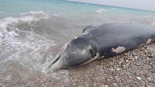 Τι λέει το ΥΠΕΝ για τον νεκρό ζιφιό από κατάποση πλαστικών στη Ρόδο
