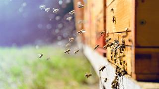 Στον Έβρο το πρώτο μελισσοκομικό πάρκο στην Ελλάδα