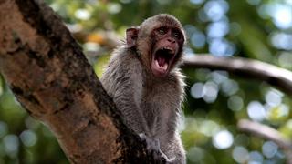Κρούσματα ευλογιάς πιθήκων σε Σουηδία, Ηνωμένο Βασίλειο, Πορτογαλία - ECDC: 8 ύποπτα στην Ισπανία