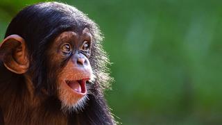 ΕΟΔΥ: Πόσο σοβαρή λοίμωξη είναι η ευλογιά των πιθήκων