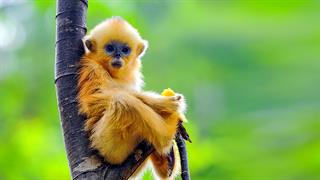 Ηλίας Μόσιαλος: Τι γνωρίζουμε για τον ιό της ευλογιάς των πιθήκων - 14 ερωτήσεις και απαντήσεις