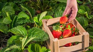 Ο FDA  διερευνά περιστατικά ηπατίτιδας Α που πιθανόν οφείλονται σε φρέσκες οργανικές φράουλες