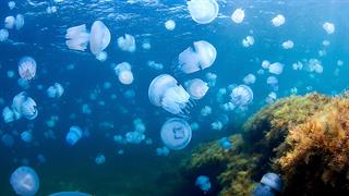 Μετά τις μωβ μέδουσες...οι γαλάζιες