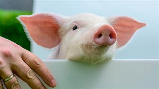 Στέλεχος του βακτηρίου MRSA στους χοίρους μπορεί να μεταπηδήσει στους ανθρώπους