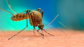 Πώς θα κρατήσετε μακριά τα κουνούπια