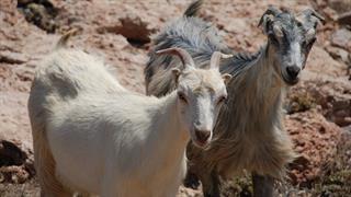 Πρώτη φορά πιστοποίηση γάλακτος από ελληνικές κατσίκες