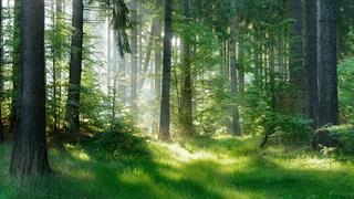 Συναγερμός για τα δάση: Συρρίκνωση 60% τα τελευταία 60 χρόνια