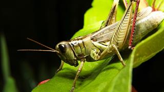 Οι ακρίδες μυρίζουν τον καρκίνο