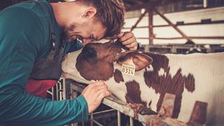 Αύξηση συμβάντων φαρμακοεπαγρύπνησης του εμβολίου HIPRABOVIS IBR MARKER LIVE