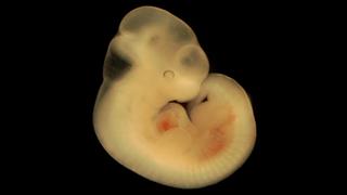 Συνθετικά έμβρυα ποντικιού στο εργαστήριο, με εγκέφαλο και πάλλουσα καρδιά