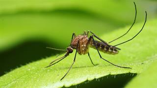 ΕΟΔΥ: 6 θάνατοι από τον ιό του Δυτικού Νείλου σε μία εβδομάδα