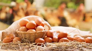 Παγκόσμια Ημέρα Αυγού 2022