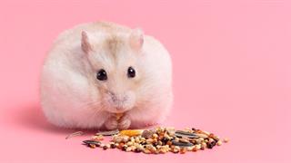 Διατροφή με δημητριακά καταπολεμά καλύτερα τη γρίπη έναντι λιπαρών, έδειξε έρευνα σε ποντικούς