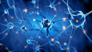 Ερευνητές εντόπισαν  τους νευρώνες που ρυθμίζουν τη θερμοκρασία στον εγκέφαλο