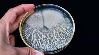Bacillus subtilis: Το μικρόβιο της χρονιάς