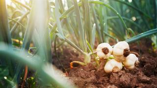 Σκόρδο Πλατύκαμπου Θεσσαλίας - Ελιξίριο, που τρέλανε τους Ιάπωνες