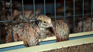 Βουλγαρία: Οι αρχές θα θανατώσουν 25.000 ορτύκια για να αναχαιτίσουν ξέσπασμα γρίπης των πτηνών