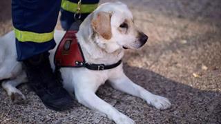 Φιντέλ, Τάλως, Εκτωρ: Tα σκυλιά της ΕΜΑΚ που σώζουν ζωές