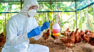 Οικογενειακή συρροή κρουσμάτων γρίπης πτηνών στην Καμπότζη - ECDC: Ο κίνδυνος στην Ευρώπη