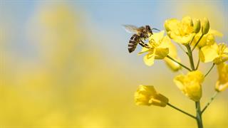 Μέλισσες: Πηγή πληροφοριών για την υγεία των ανθρώπων που ζουν στις πόλεις