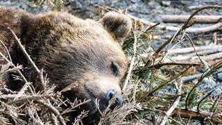 Τι μπορούν να μας δείξουν οι αρκούδες  σε χειμερία νάρκη για τη θρόμβωση στον άνθρωπο
