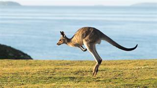 Θανατώνουν τα καγκουρό για να μην... πεθάνουν από την πείνα
