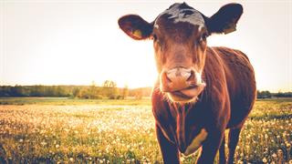Ατυπο κρούσμα ''τρελών αγελάδων'' σε σφαγείο στις ΗΠΑ- Αμελητέος ο κίνδυνος