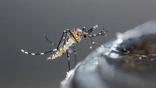 Το κουνούπι που προκαλεί ανησυχία - Προειδοποίηση από το ECDC - Οδηγίες προφύλαξης
