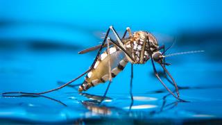 Γιατί φέτος τα κουνούπια τρομάζουν την Ευρώπη - Τι συμβαίνει στην Ελλάδα