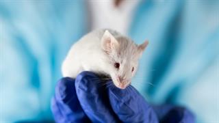 Ερευνητές αποκατέστησαν την ακοή σε ποντικούς με κώφωση
