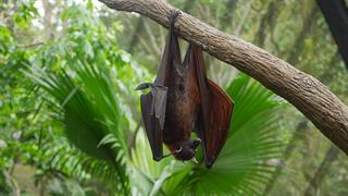 Νέες αναδυόμενες απειλές από νυχτερίδες