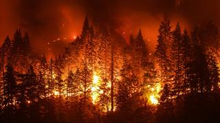 Μπορούν οι μεγάλες πυρκαγιές να οδηγήσουν σε μαζική εξαφάνιση;