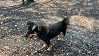 Ειδική Γραμματεία για την Προστασία των Ζώων Συντροφιάς: Οδηγίες για τον απεγκλωβισμό τους