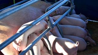 H Αυστρία προειδοποιεί για πανώλη των χοίρων στη νοτιοανατολική Ευρώπη