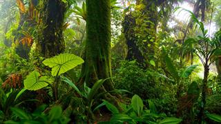 Τα τροπικά δάση πλησιάζουν σε κρίσιμα όρια  θερμοκρασίας