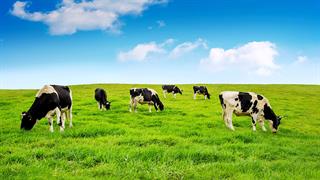 Tουλάχιστον 1 δισεκατομμύριο αγελάδες θα υποφέρουν από θερμικό στρες μέχρι το 2100