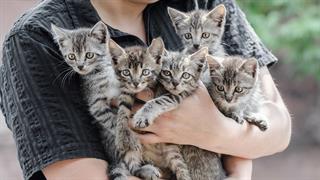 Δωρεάν περίθαλψη στις αδέσποτες γάτες προσφέρει ο Δήμος Πειραιά