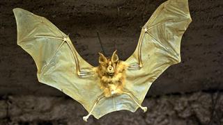 Γιατί οι νυχτερίδες δεν νοσούν από καρκίνο