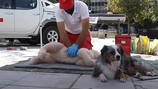 Ο ΕΕΣ με αφορμή την Παγκόσμια Ημέρα Ζώων διοργανώνει σεμινάρια Πρώτων Βοηθειών για σκύλους