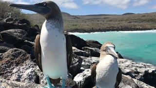 Συναγερμός στα νησιά Γκαλαπάγκος για τη γρίπη των πτηνών