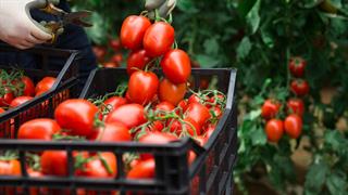 ECDC: Κρούσματα σαλμονέλλωσης σε 9 ευρωπαϊκές χώρες - Φρέσκες ντομάτες η πηγή;