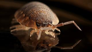 Υπουργείο Υγείας: Πού βρίσκονται οι κοριοί και ποια είναι τα μέτρα προστασίας 