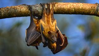 Η  ξεχωριστή ιδιότητα των νυχτερίδων φρούτων που μπορεί να βοηθήσει στη θεραπεία του διαβήτη