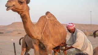 Το γάλα καμήλας μειώνει τη χοληστερόλη σε ανθρώπους με διαβήτη [μελέτη]