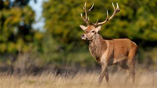 Πάρκα για την προστασία των χιλιάδων ελαφιών της Ρόδου