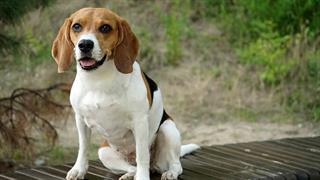 Σκύλοι: Τα προβιοτικά είναι πιθανόν να βοηθούν στην απώλεια βάρους [μελέτη]
