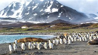 Γρίπη των πτηνών ανιχνεύθηκε σε πιγκουίνους στα νησιά Φώκλαντ