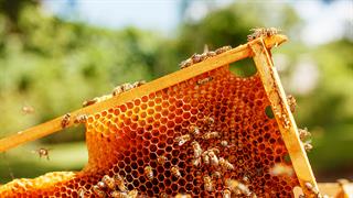 Πόσο ευάλωτες είναι οι μέλισσες στην κλιματική αλλαγή - Τι δείχνει μελέτη που έγινε στη Λέσβο